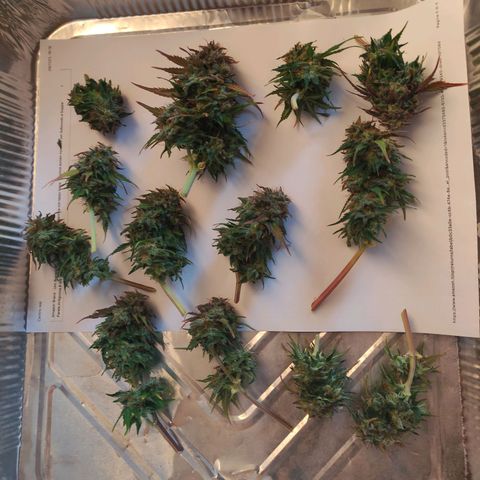Quick One #1 Grigio  growlog timeline photo