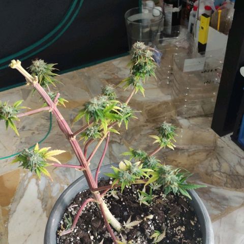 Quick One #1 Grigio  growlog timeline photo