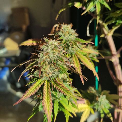 Quick One #1 Grigio  growlog timeline photo