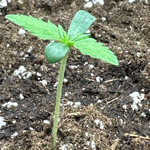 Mother Gorilla Wasser/Becher groß growlog timeline photo