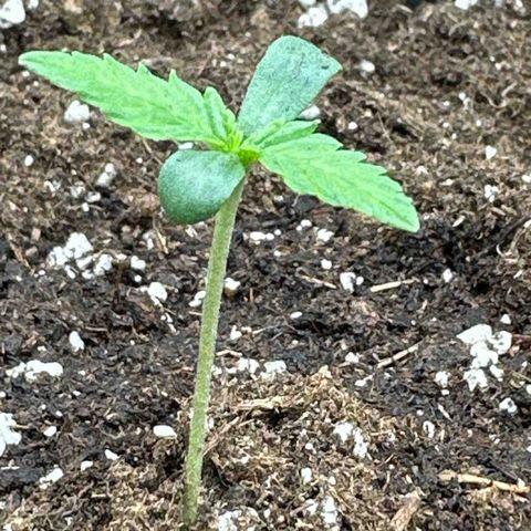 Mother Gorilla Wasser/Becher groß growlog timeline photo