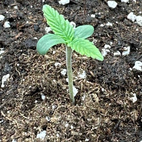 Mother Gorilla Jiffy klein growlog timeline photo