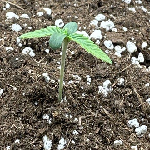 Mother Gorilla Jiffy klein growlog timeline photo