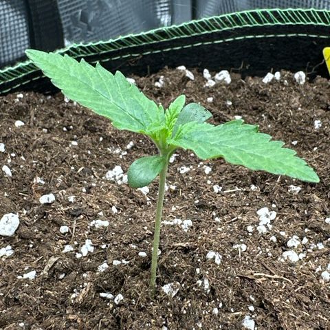 Mother Gorilla Wasser/Becher groß growlog timeline photo