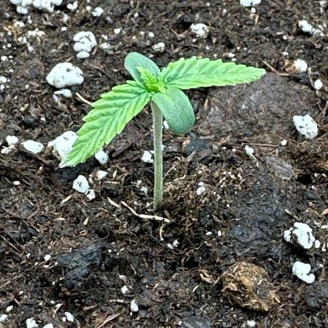 Mother Gorilla Jiffy klein growlog timeline photo