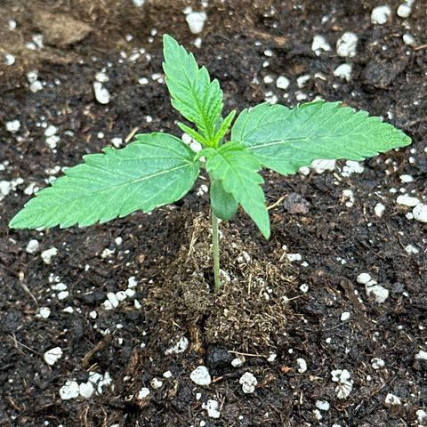 Mother Gorilla Wasser/Becher groß growlog timeline photo