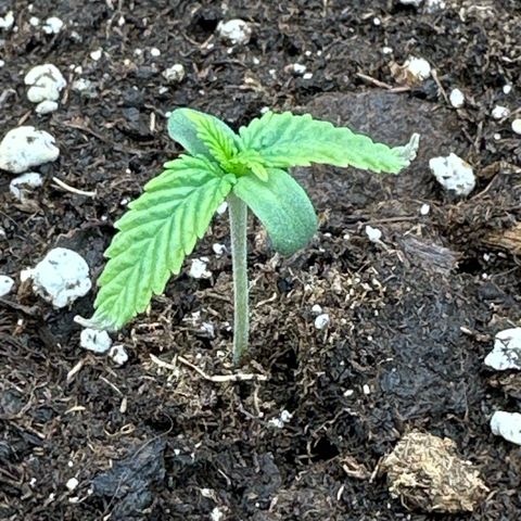 Mother Gorilla Jiffy klein growlog timeline photo