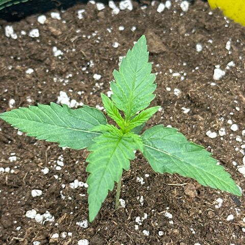 Mother Gorilla Wasser/Becher groß growlog timeline photo