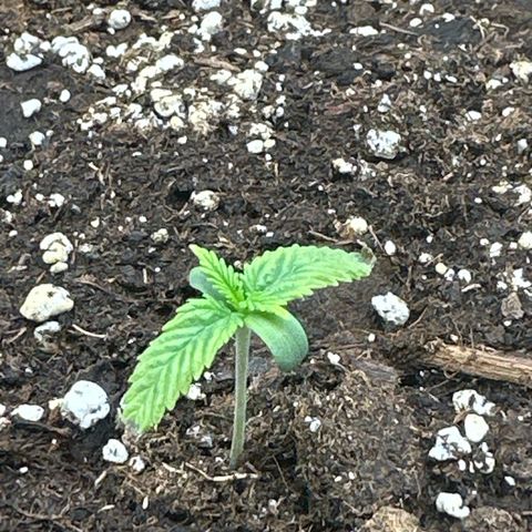 Mother Gorilla Jiffy klein growlog timeline photo