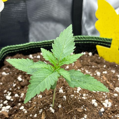 Mother Gorilla Wasser/Becher groß growlog timeline photo