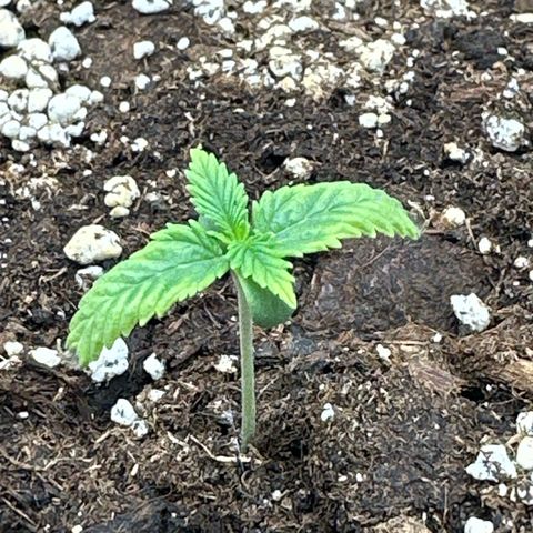 Mother Gorilla Jiffy klein growlog timeline photo