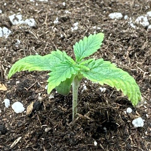 Mother Gorilla Jiffy klein growlog timeline photo