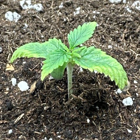 Mother Gorilla Jiffy klein growlog timeline photo