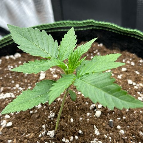 Mother Gorilla Wasser/Becher groß growlog timeline photo