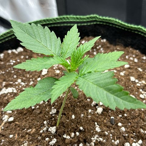 Mother Gorilla Wasser/Becher groß growlog timeline photo