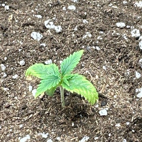 Mother Gorilla Jiffy klein growlog timeline photo
