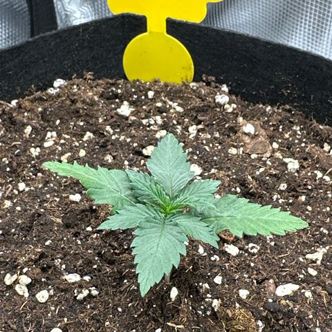 Mother Gorilla Becher mittel growlog timeline photo