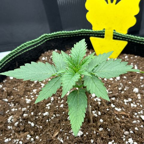 Mother Gorilla Wasser/Becher groß growlog timeline photo