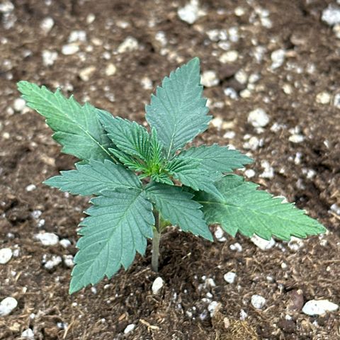 Mother Gorilla Becher mittel growlog timeline photo