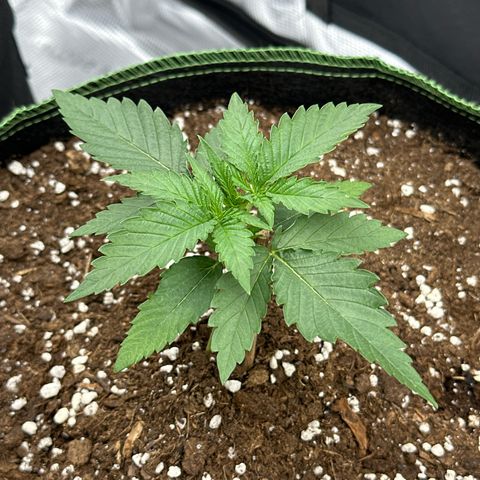 Mother Gorilla Wasser/Becher groß growlog timeline photo