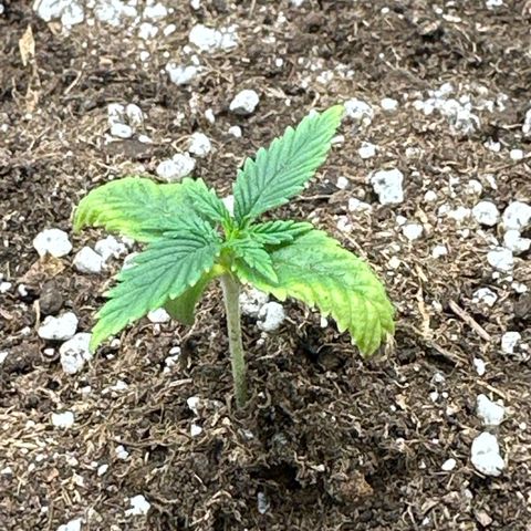 Mother Gorilla Jiffy klein growlog timeline photo