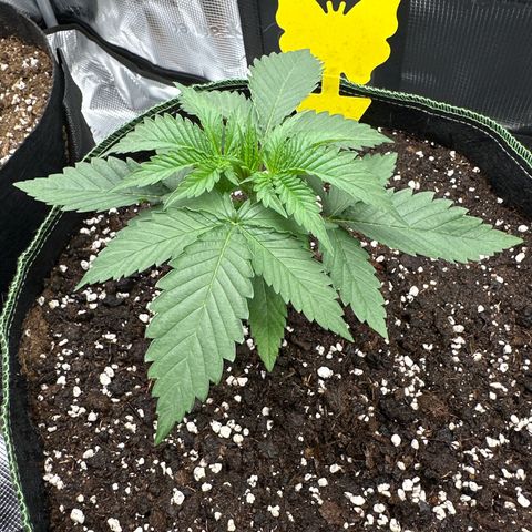 Mother Gorilla Wasser/Becher groß growlog timeline photo