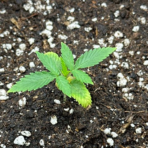Mother Gorilla Jiffy klein growlog timeline photo