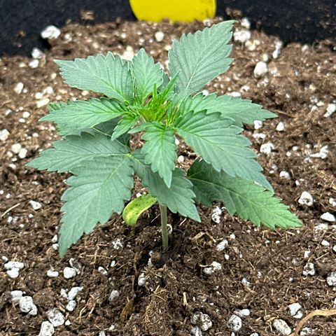 Mother Gorilla Becher mittel growlog timeline photo