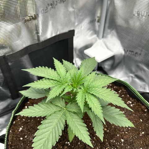 Mother Gorilla Wasser/Becher groß growlog timeline photo