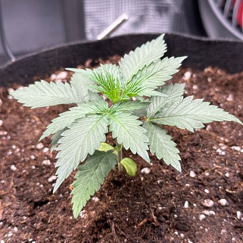 Mother Gorilla Becher mittel growlog timeline photo