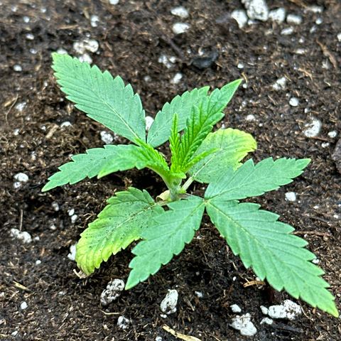 Mother Gorilla Jiffy klein growlog timeline photo