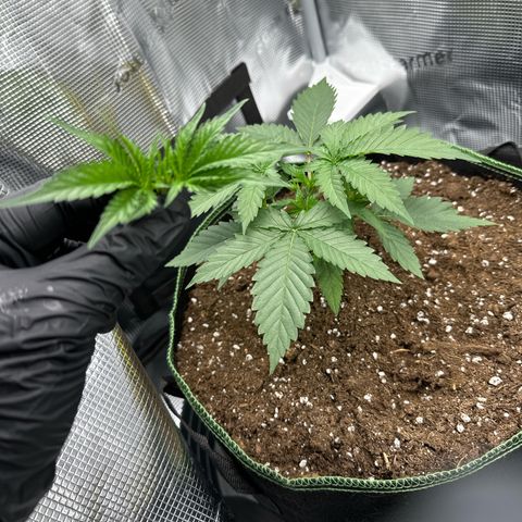 Mother Gorilla Wasser/Becher groß growlog timeline photo