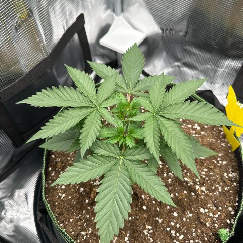 Mother Gorilla Wasser/Becher groß growlog timeline photo