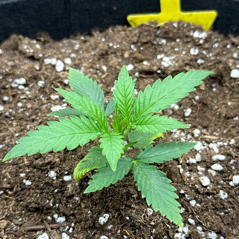 Mother Gorilla Jiffy klein growlog timeline photo