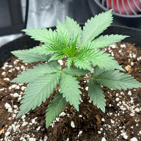 Mother Gorilla Becher mittel growlog timeline photo