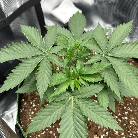 Mother Gorilla Wasser/Becher groß growlog timeline photo