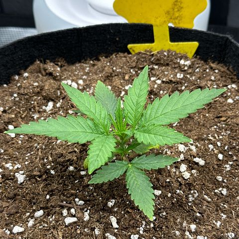 Mother Gorilla Jiffy klein growlog timeline photo