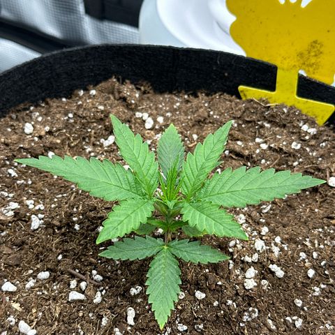 Mother Gorilla Jiffy klein growlog timeline photo