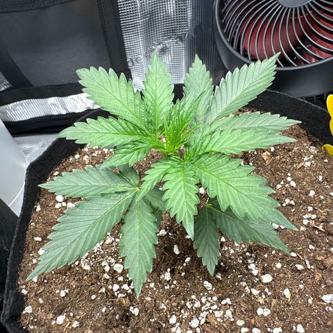 Mother Gorilla Becher mittel growlog timeline photo