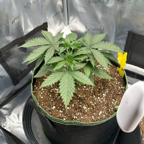 Mother Gorilla Wasser/Becher groß growlog timeline photo