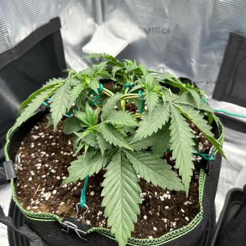 Mother Gorilla Wasser/Becher groß growlog timeline photo