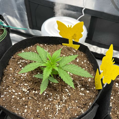 Mother Gorilla Jiffy klein growlog timeline photo