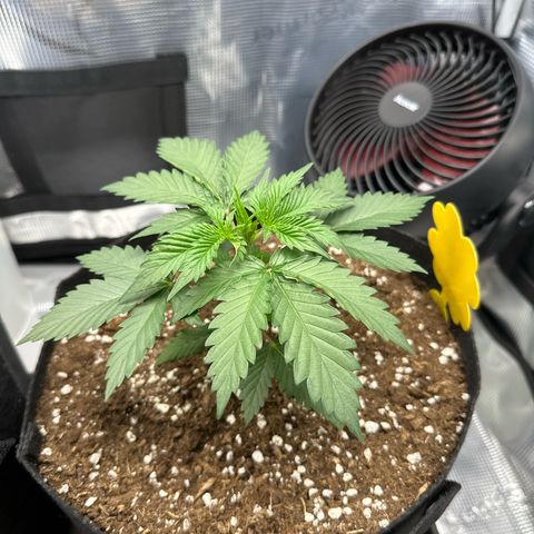 Mother Gorilla Becher mittel growlog timeline photo