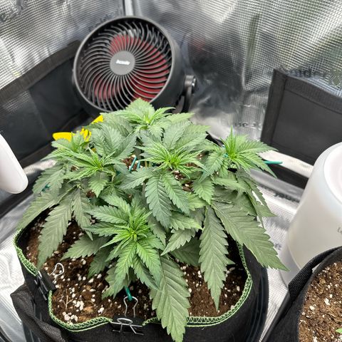 Mother Gorilla Wasser/Becher groß growlog timeline photo