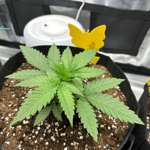 Mother Gorilla Jiffy klein growlog timeline photo