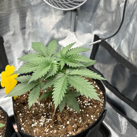 Mother Gorilla Becher mittel growlog timeline photo