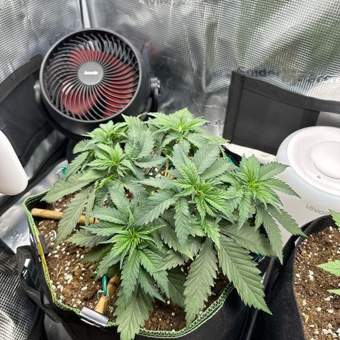 Mother Gorilla Wasser/Becher groß growlog timeline photo
