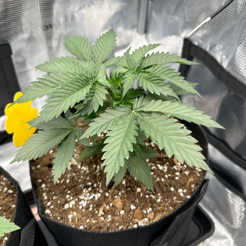 Mother Gorilla Becher mittel growlog timeline photo