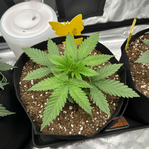 Mother Gorilla Jiffy klein growlog timeline photo