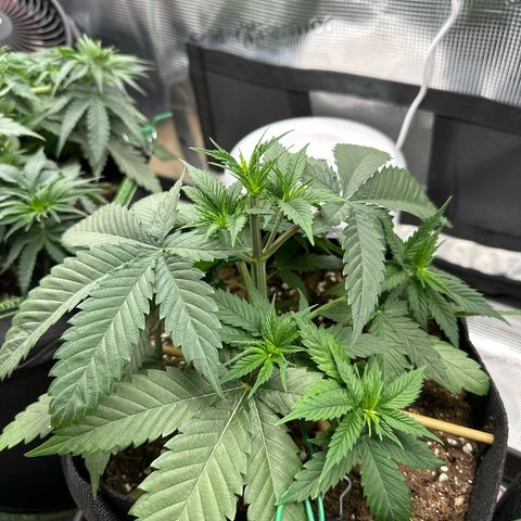 Mother Gorilla Jiffy klein growlog timeline photo